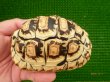 画像2: ヒョウモンリクガメ-１　2010年6月17日生まれ (2)