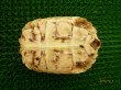 画像4: ヒョウモンリクガメ-１　2010年6月17日生まれ (4)