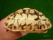 画像3: ヒョウモンリクガメ-１　2010年6月17日生まれ (3)