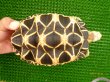 画像1: ビルマホシガメ－２　2006年4月5日生まれ (1)