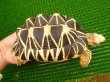 画像2: ビルマホシガメ－２　2006年4月5日生まれ (2)