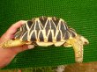 画像3: ビルマホシガメ－２　2006年4月5日生まれ (3)